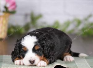 tri-colored mini bernedoodle near Chicago 