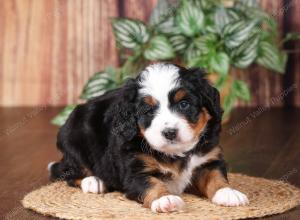 tri-colored mini bernedoodle near Chicago 