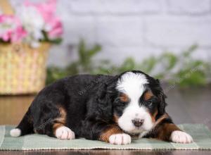 tri-colored mini bernedoodle near Chicago 