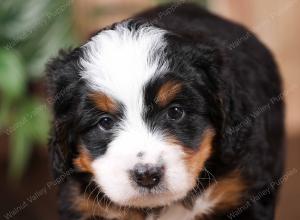 tri-colored mini bernedoodle near Chicago 