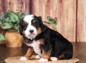tri-colored mini bernedoodle near Chicago 