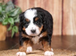 tri-colored mini bernedoodle near Chicago 