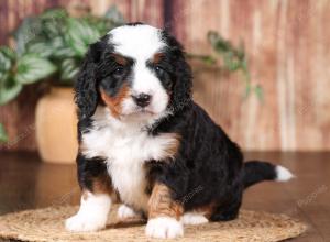 tri-colored mini bernedoodle near Chicago 