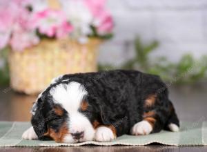 tri-colored mini bernedoodle near Chicago 