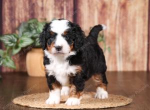 tri-colored mini bernedoodle near Chicago 