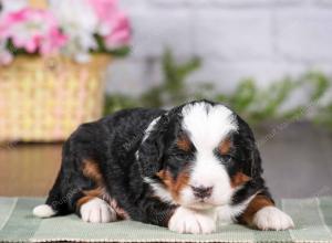 tri-colored mini bernedoodle near Chicago 