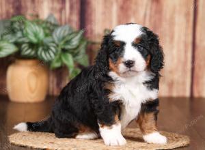 tri-colored mini bernedoodle near Chicago 