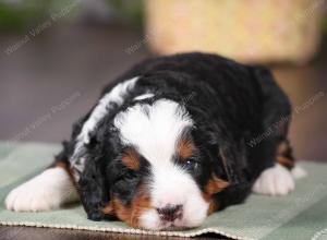 tri-colored mini bernedoodle near Chicago 