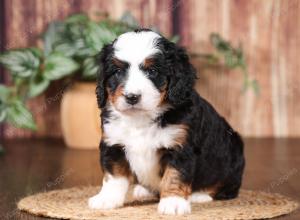 tri-colored mini bernedoodle near Chicago 