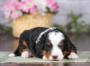 tri-colored mini bernedoodle near Chicago 