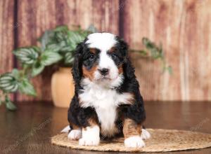 tri-colored mini bernedoodle near Chicago 