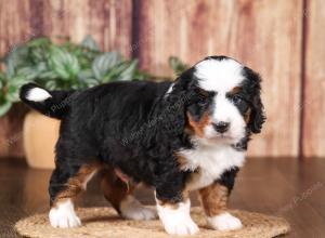 tri-colored mini bernedoodle near Chicago 