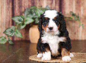 tri-colored mini bernedoodle near Chicago 