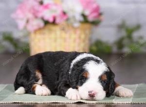 tri-colored mini bernedoodle near Chicago 