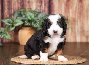 tri-colored mini bernedoodle near Chicago 