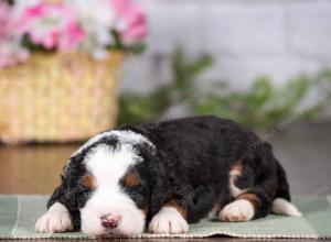 tri-colored mini bernedoodle near Chicago 