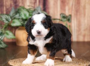 tri-colored mini bernedoodle near Chicago 