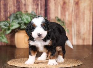 tri-colored mini bernedoodle near Chicago 