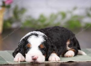 tri-colored mini bernedoodle near Chicago 