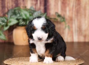 tri-colored mini bernedoodle near Chicago 
