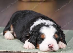 tri-colored mini bernedoodle near Chicago 