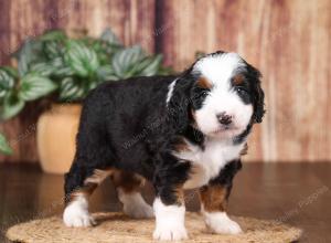 tri-colored mini bernedoodle near Chicago 