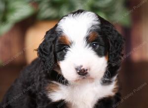 tri-colored mini bernedoodle near Chicago 