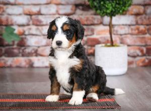 tri-colored female mini bernedoodle near Chicago Illinois