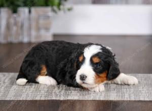 tri-colored female mini bernedoodle near Chicago Illinois