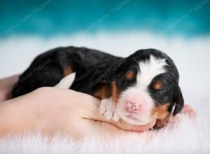 tri-colored female mini bernedoodle near Chicago Illinois