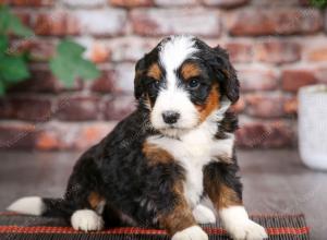 tri-colored female mini bernedoodle near Chicago Illinois