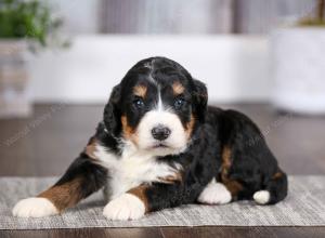 tri-colored female mini bernedoodle near Chicago Illinois