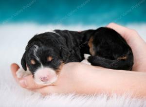 tri-colored female mini bernedoodle near Chicago Illinois