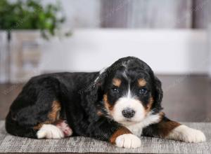 tri-colored female mini bernedoodle near Chicago Illinois