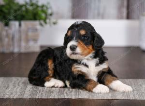 tri-colored male mini bernedoodle near Chicago Illinois