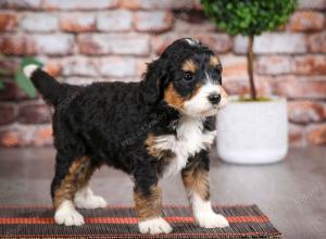 tri-colored male mini bernedoodle near Chicago Illinois