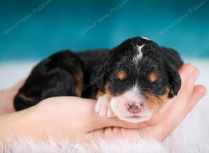 tri-colored male mini bernedoodle near Chicago Illinois