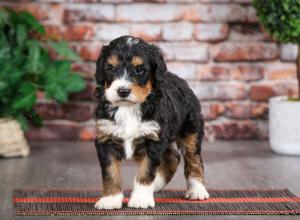 tri-colored male mini bernedoodle near Chicago Illinois