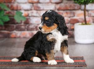 tri-colored male mini bernedoodle near Chicago Illinois