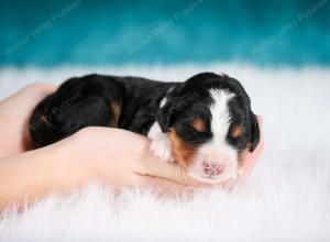 tri-colored male mini bernedoodle near Chicago Illinois