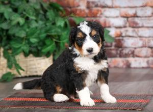 tri-colored male mini bernedoodle near Chicago Illinois