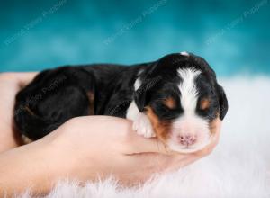 tri-colored male mini bernedoodle near Chicago Illinois