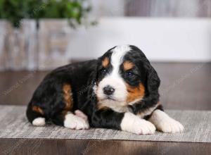 tri-colored male mini bernedoodle near Chicago Illinois