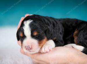 tri-colored male mini bernedoodle near Chicago Illinois