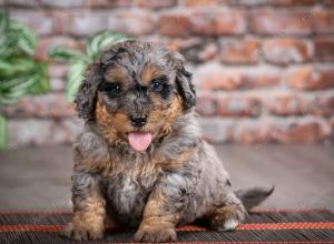 F1B mini bernedoodle near Chicago Illinois