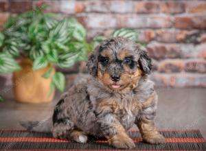 F1B mini bernedoodle near Chicago Illinois