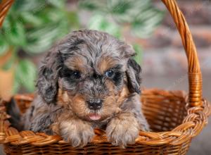 F1B mini bernedoodle near Chicago Illinois