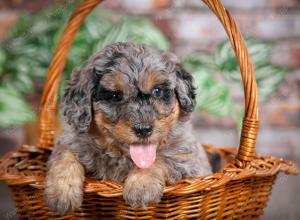 F1B mini bernedoodle near Chicago Illinois