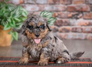 F1B mini bernedoodle near Chicago Illinois