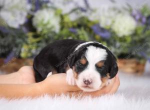 tri-colored mini bernedoodle near Chicago 